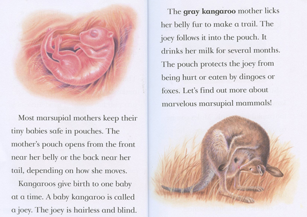 Pouch Babies2.jpg